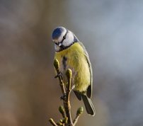 Blue Tit in evening sun