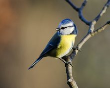 Blue Tit in evening sun