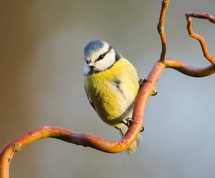 Blue Tit in evening sun