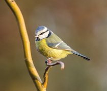 Blue Tit in evening sun