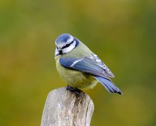 Blue Tit in autumn 2014