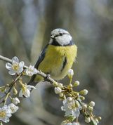 Blåmejse i blomstrende frugttræ