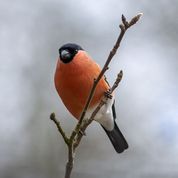 Dompap han i æbletræ