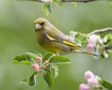 Grønirisk i blomstrende æbletræ