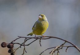 Greenfinch in alder