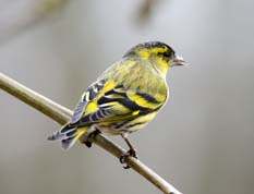 Grønsisken han set fra ryggen