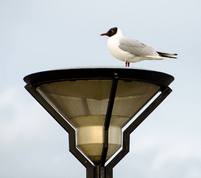 Black-headed gull