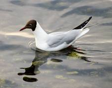 Black-headed gull