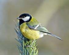 Musvit i fyrretræ, januar 2014