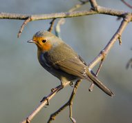Robin in alder