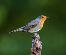 Robin in autumn