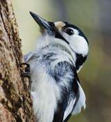 Stor flagspætte i blæst