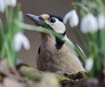 Stor flagspaette på lur bag vintergækker