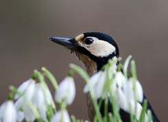 Stor flagspaette på lur bag vintergækker