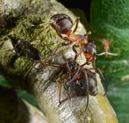 Variegated Oak Aphids and Red Wood Ants