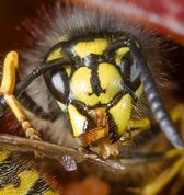 Almindelig gedehams (hveps)