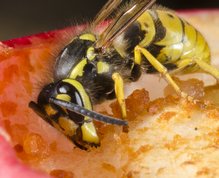 Almindelig gedehams (hveps)