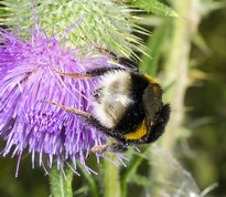 Buff-tailed bumblebee