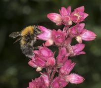 Hushumle på alunrod