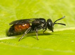 Blodbi sp. - Sphecodes sp.