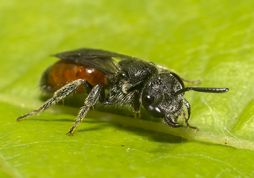 Blodbi sp. - Sphecodes sp.