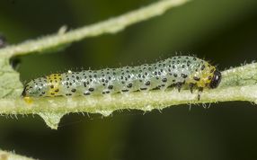 Stor stikkelbærbladhveps