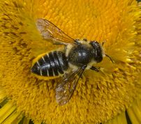 Rosenbladskærerbi på tusindstråle