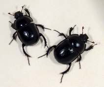 Typhaeus typhoeus - Minotaur Beetle