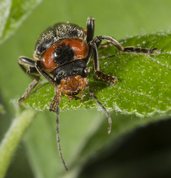 Stor blødvinge - Cantharis fusca