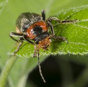 Stor blødvinge - Cantharis fusca