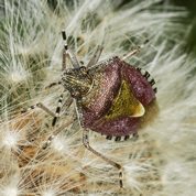 Almindelig bærtæge - Dolycoris baccarum