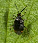 Blomstertæge - Deraeocoris ruber 