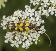Sydlig blomsterbuk