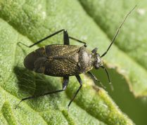 Blomstertæge - Orthocephalus coriaceus