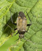 Blomstertæge - Orthocephalus coriaceus
