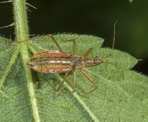 Bred nymfetæge