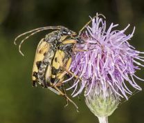 Sydlig blomsterbuk
