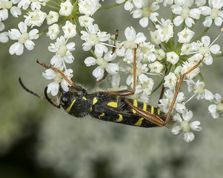 Lille hvepsebuk på skvalderkål