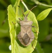 Skræppetæge - Coreus marginatus