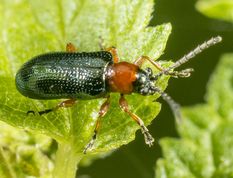 Kornbladbille - Oulema sp.