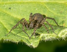 Wolf spider