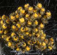 Araneus diadematus - cross spider