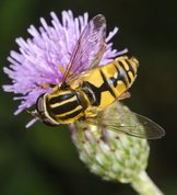 Hoverfly - The footballer on thisle