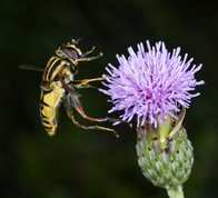 Hoverfly (The footballer) flying from thistle
