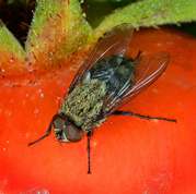 Pollenia rudis - Cluster Fly