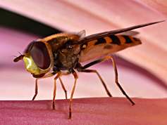 Syrphus ribesii - Common Banded Hoverfly