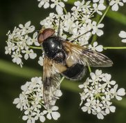 Hvidbåndet humlesvirreflue