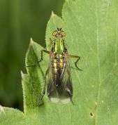 Stylteflue - Poecilobothrus nobilitatus