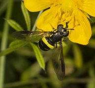 Tobåndet hvepsesvirreflue - chrysotoxum bicinctum