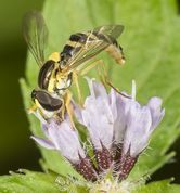Almindelig kuglebærerflue - Sphaerophoria scripta